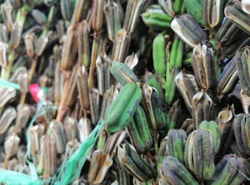 AI前后四攝、華為麥芒7上手體驗，你想知道的有這些
