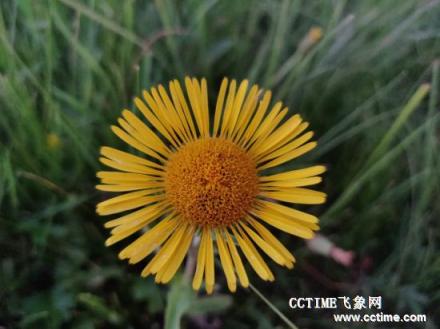 華為麥芒7評(píng)測(cè)：吃雞不卡，拍照有驚喜