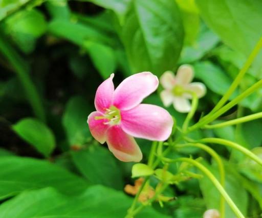 華為麥芒7值得購(gòu)買(mǎi)嗎，有哪些亮點(diǎn)？來(lái)看看這深度評(píng)測(cè)
