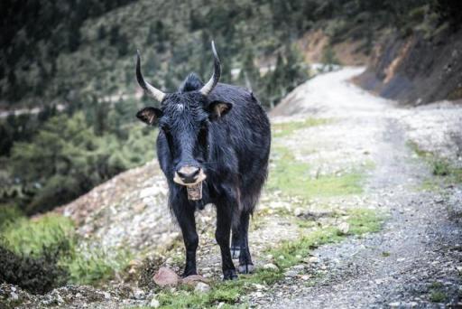 波濤？山路？風(fēng)雨兼程，麥芒無懼挑戰(zhàn)