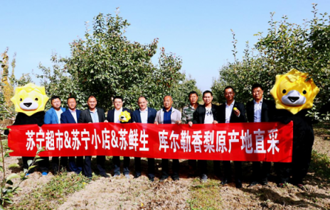 蘇寧為消費者承包庫爾勒香梨園，總裁化身果農親自采摘