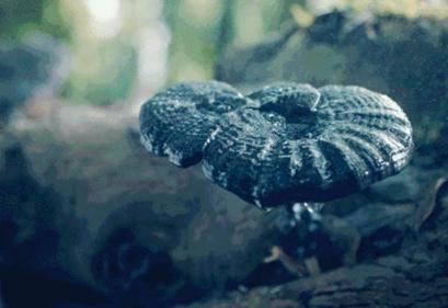 皺紋怕什么？植物醫(yī)生紫靈芝晚安面膜“對(duì)癥下藥”