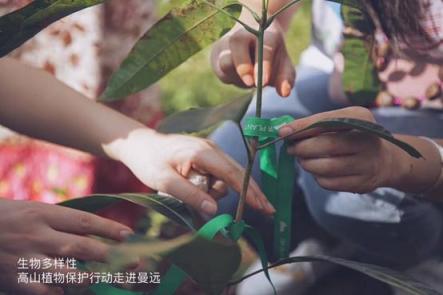 品牌“造節(jié)”紅海下，植物醫(yī)生堅守綠色公益