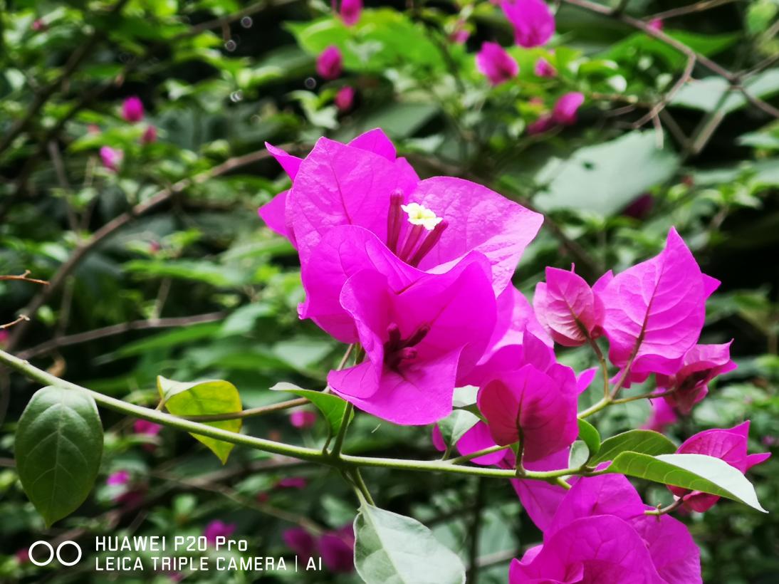 初冬享受室內愜意時光 華為P20 Pro讓你發(fā)現更美的生活和自己
