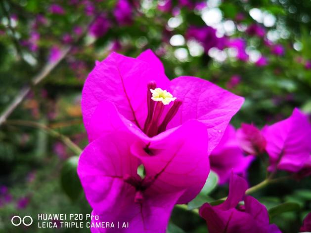 初冬享受室內愜意時光 華為P20 Pro讓你發(fā)現更美的生活和自己
