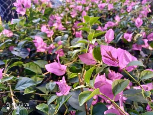 魅族V8評(píng)測(cè)：你對(duì)千元機(jī)的期望，這里都可以找到