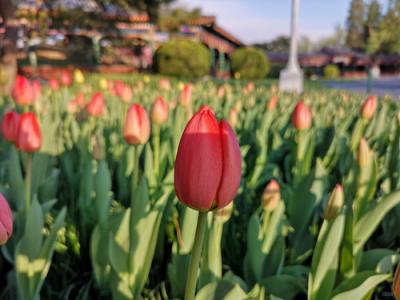感恩節(jié)將至，用一部華為P20替你說“謝謝”