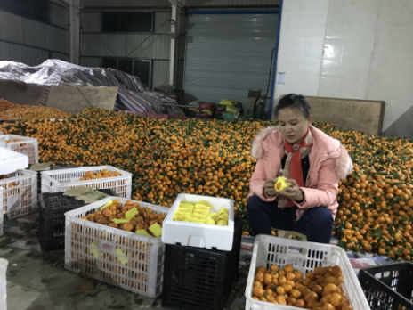 巧婦九妹解決蜜桔滯銷(xiāo)難題 西瓜視頻用科技助力脫貧