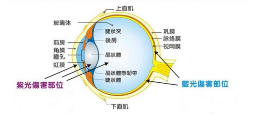在家上網(wǎng)課如何保護(hù)視力？解讀步步高家教機(jī)S5護(hù)眼黑科技