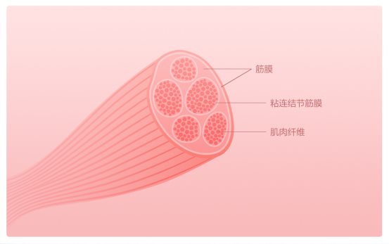摩摩噠筋膜放松按摩器，深度按摩健身恢復(fù)首選