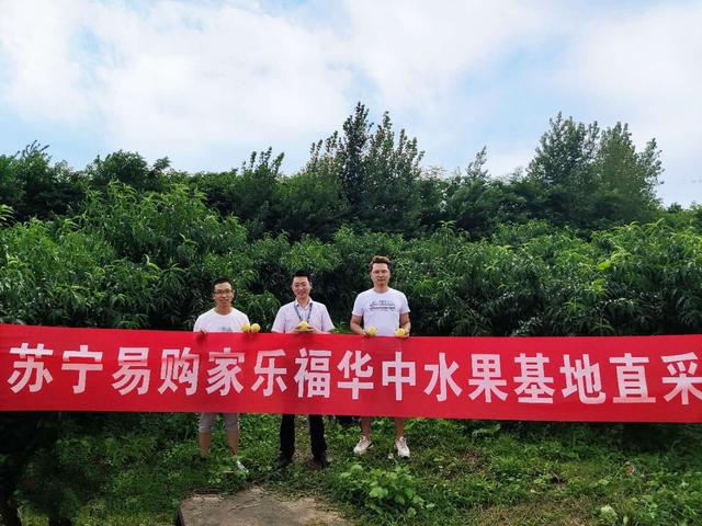 拼購(gòu)、家樂(lè)福、天天快遞……蘇寧“立體”拯救湖北暴雨滯銷黃桃