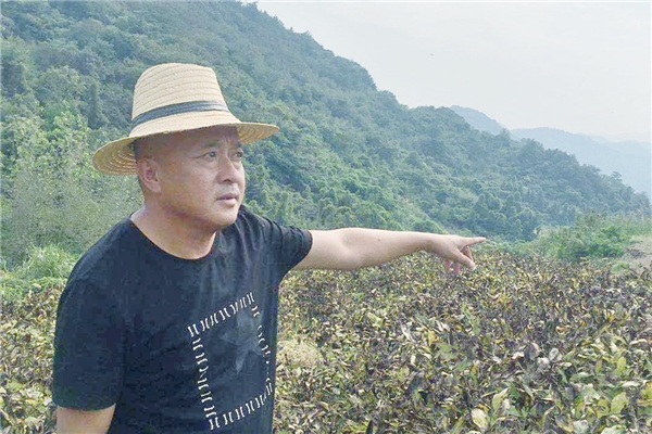 仲景宛西安徽南陵牡丹皮基地，聽一段守候1825天從種子到藥丸的故事
