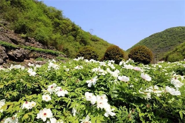 仲景宛西安徽南陵牡丹皮基地，聽一段守候1825天從種子到藥丸的故事