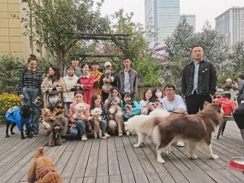 DoggyGo首創(chuàng)“云遛狗”系列賽成都站火辣來襲，開賽倒計時……
