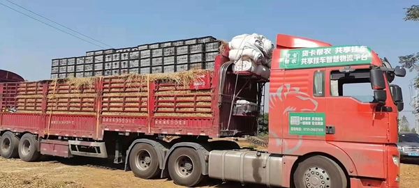 貨卡幫農(nóng)布局湛江徐聞縣，助力“菠蘿的海”運輸不發(fā)愁