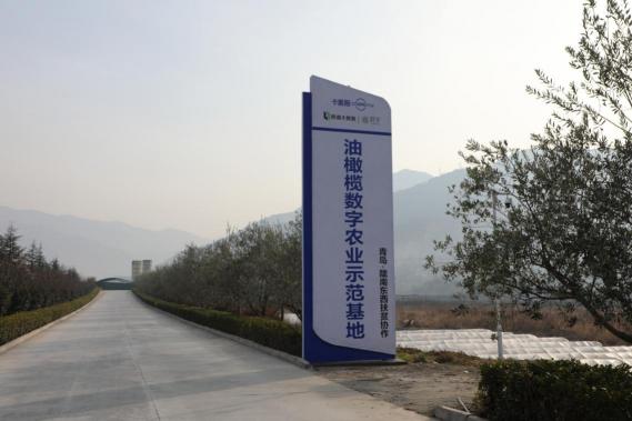 卡奧斯“油橄欖數(shù)字農(nóng)業(yè)示范基地”正式掛牌，東西協(xié)作助力產(chǎn)業(yè)扶貧