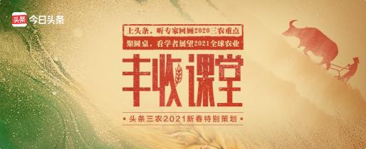 聚焦2020年度三農(nóng)關鍵詞，頭條上線新春特別策劃《豐收課堂》
