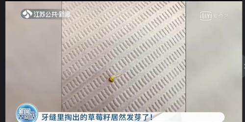 草莓籽發(fā)芽，驚艷了所有人！卻讓口腔醫(yī)生“牙”力山大