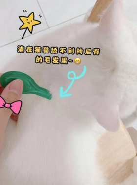 貓咪一定要做好體外驅(qū)蟲! 體外驅(qū)蟲首選小寵虱敵！