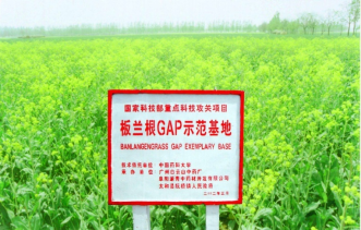 “科技+農(nóng)戶+企業(yè)”，廣藥集團板藍(lán)根公益關(guān)愛不停歇