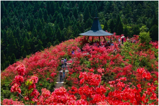 丹寨杜鵑花開紅艷艷 ， 艷麗的色彩如海浪般翻騰！