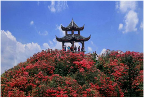 丹寨杜鵑花開紅艷艷 ， 艷麗的色彩如海浪般翻騰！
