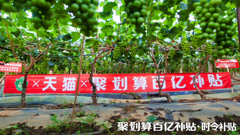 陽光玫瑰，貴族水果的平價記