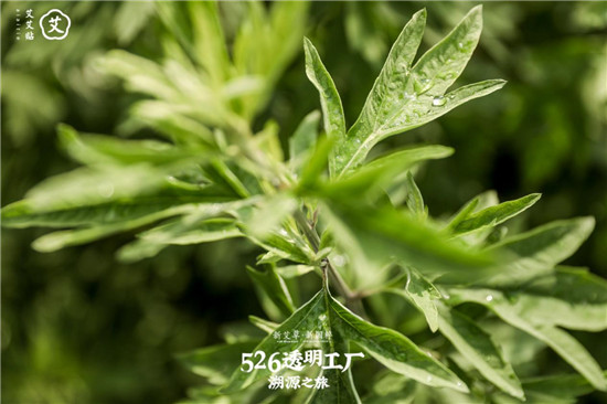 艾艾貼傳承艾草文化，艾灸助力端午佳節(jié)調理身心
