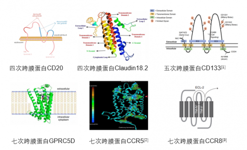 Claudin18.2: ACROBiosystems百普賽斯推出全長多次跨膜靶點蛋白，具使命意義