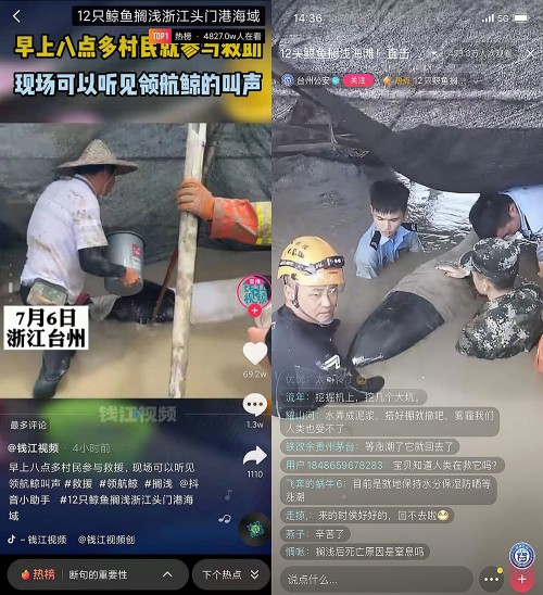 12頭鯨魚擱淺臺(tái)州牽動(dòng)人心，抖音直播全程直擊救援行動(dòng)