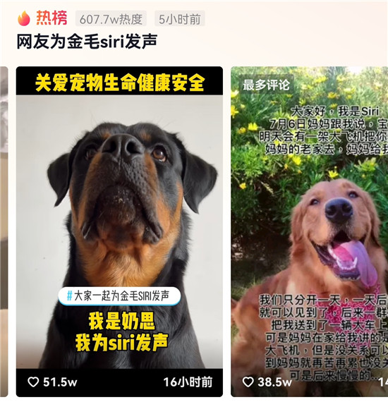 金毛siri托運中死亡，抖音網(wǎng)友發(fā)聲呼吁保護(hù)動物尊重生命