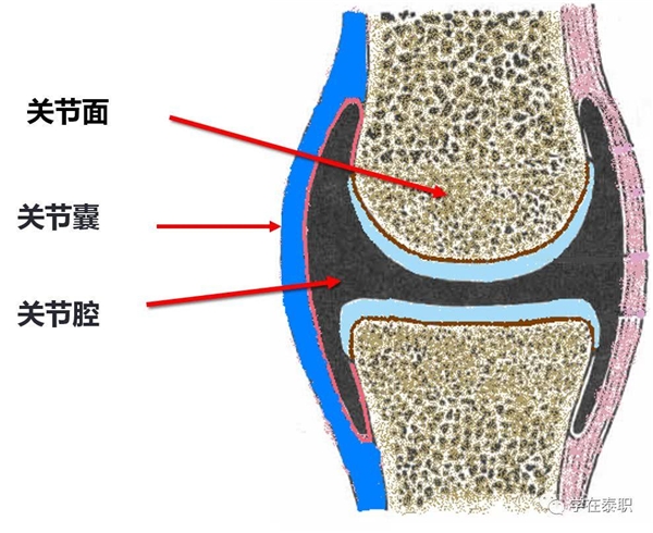 Move free益節(jié)：重視關(guān)節(jié)養(yǎng)護(hù)，拒絕疼痛困擾