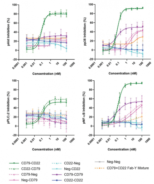 ACROBiosystems百普賽斯解讀CD79B，助力滿足臨床待滿足需求