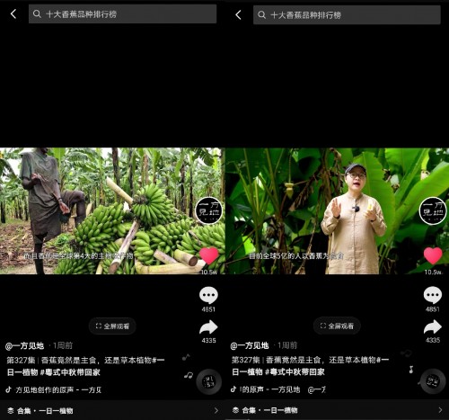 香蕉為什么向上生長(zhǎng)？她在抖音為440萬(wàn)人科普植物的奧秘