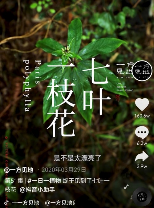 香蕉為什么向上生長(zhǎng)？她在抖音為440萬(wàn)人科普植物的奧秘