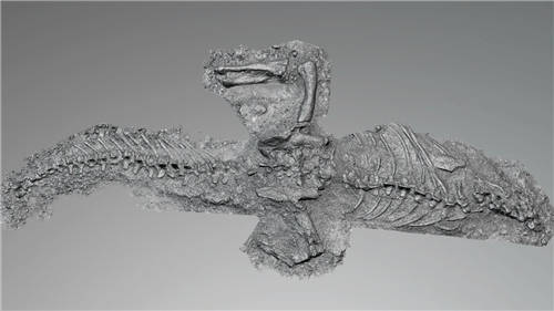 思看3D掃描技術(shù)，還原云南祿豐龍，帶你穿越億萬(wàn)年，重返侏羅紀(jì)