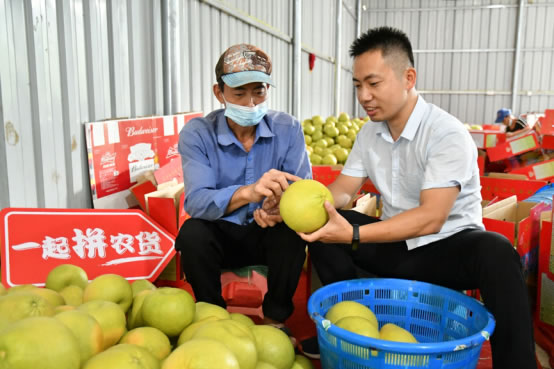 拼多多公益直播間搬進(jìn)柚子林 仙游副縣長助農(nóng)直播帶動(dòng)文旦柚銷量上漲368%2872.jpg