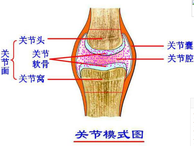 專業(yè)關(guān)節(jié)護理品牌，Move free益節(jié)守護中老年關(guān)節(jié)健康