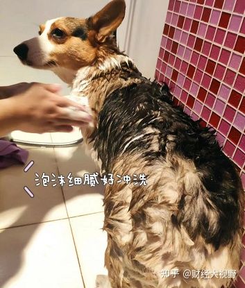 怕狗狗脫毛啦！我的小寵益修膚使用心得