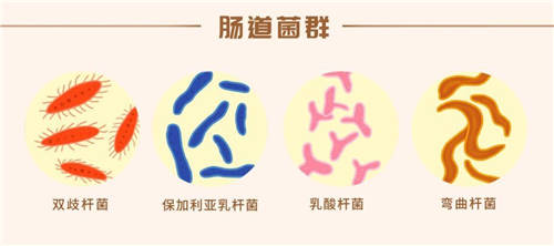 這么多益生菌品牌，選哪個牌子好