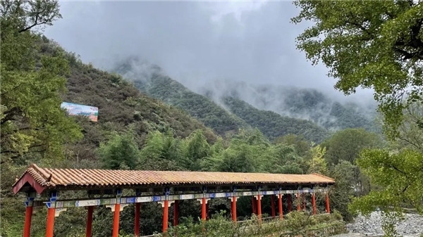 攜手齊魯頻道、同方藥業(yè)，仲景宛西制藥開(kāi)啟醫(yī)圣故里山茱萸好藥之旅