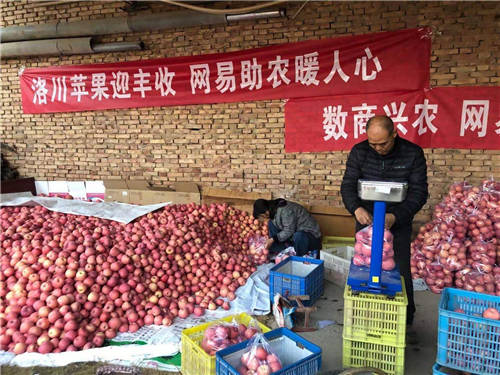 網(wǎng)易嚴(yán)選帶貨陜西蘋果，數(shù)商興農(nóng)助力共同富裕