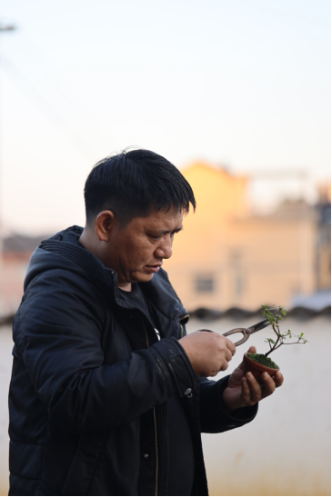 微拍堂里小微盆景，在自然意境中走向文化共富