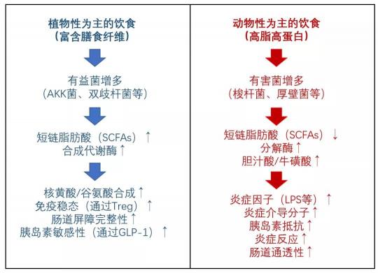 長期少吃多動血糖仍反復(fù)？降糖同時還要平衡糖尿病腸道菌群