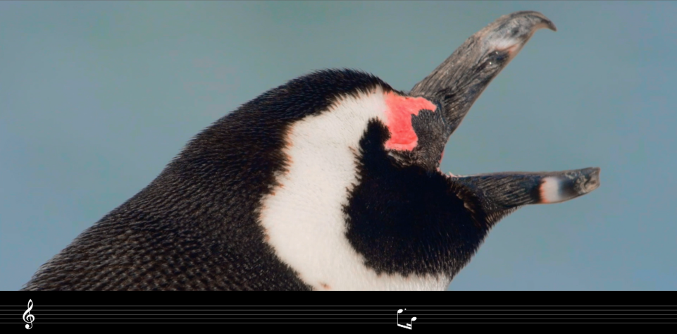 保護(hù)生物多樣性，聚劃算奏響命運(yùn)共同體最強(qiáng)音