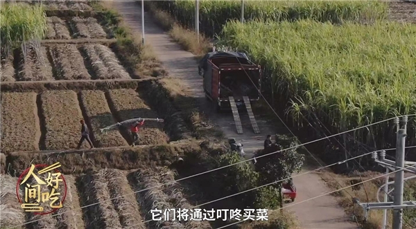 叮咚買菜“青山綠水”計劃助力鄉(xiāng)村振興，蔗農(nóng)林小根忙碌且幸福