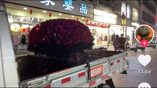 情人節(jié)也內(nèi)卷！貨拉拉司機幫人送999朵玫瑰遭路人圍觀