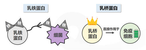 乳橋蛋白究竟是何物？為何火爆寶媽圈