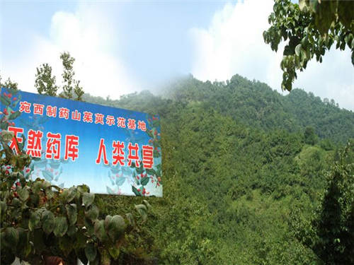 “三根湯”竟出自張仲景，熱播劇《醫(yī)圣》科普中藥知識(shí)