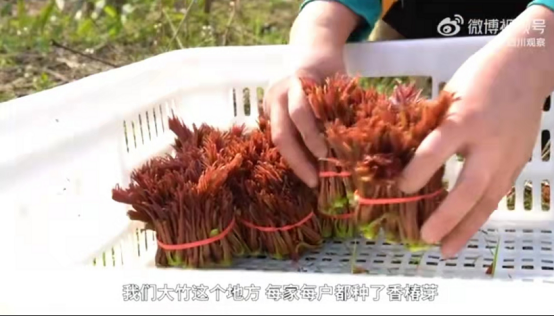批量上市、口感最佳，叮咚買菜助用戶實現(xiàn)“香椿自由”